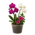Kép 1/3 - Virágcserép orchidea 10 cm